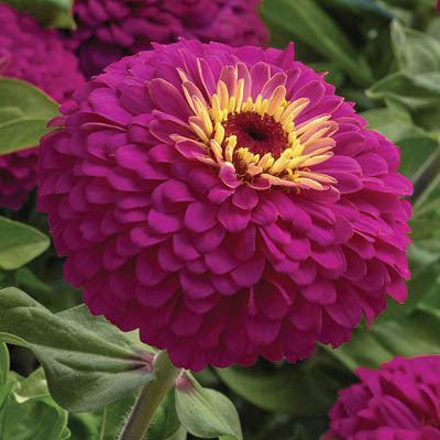 Zinnia Preciosa Rose F1 Seed