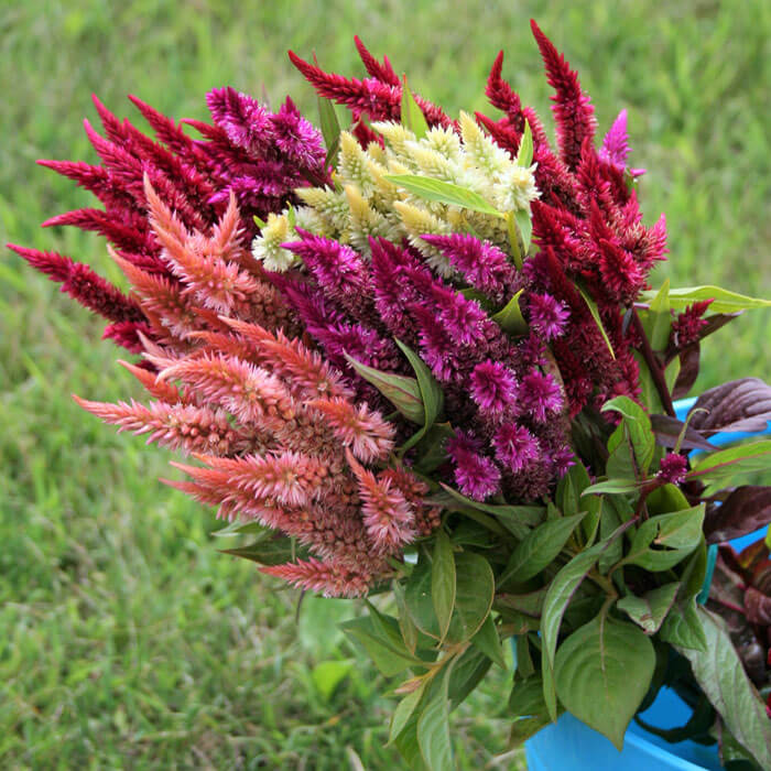Pressed Celosia Flowers 12 Real Dried Pink Flower Spikes for