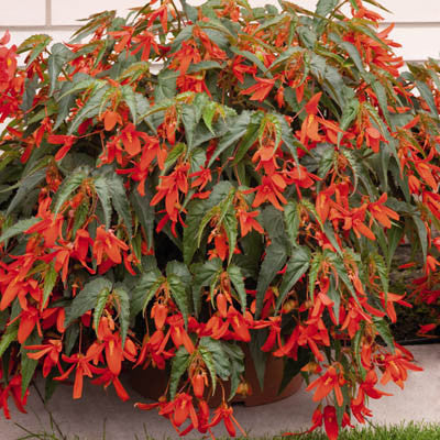 Begonia Sun Cities Santa Cruz Sunset F1 Seed Harris Seeds