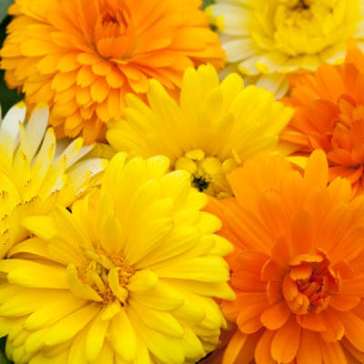 Calendula (Pot Marigold) - Victory Seeds® – Victory Seed Company