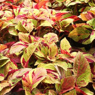 Coleus, Chocolate Mint