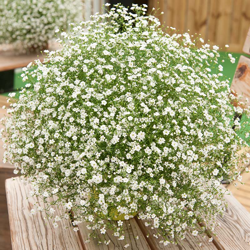 Baby's Breath Flower Seeds, cool BEANS N Sprouts Brand. Home Gardening. 