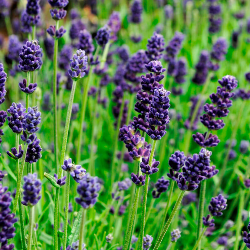 Lavender Flowers Edible Grade
