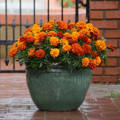 marigold plant in pot