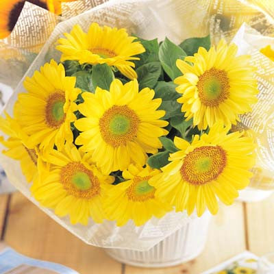 Sunflower Sunrich Lime F1 Seed – Harris Seeds