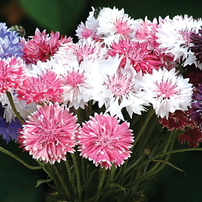 Classic Fantastic Bachelor's Button Seeds - Annual Flower Seeds