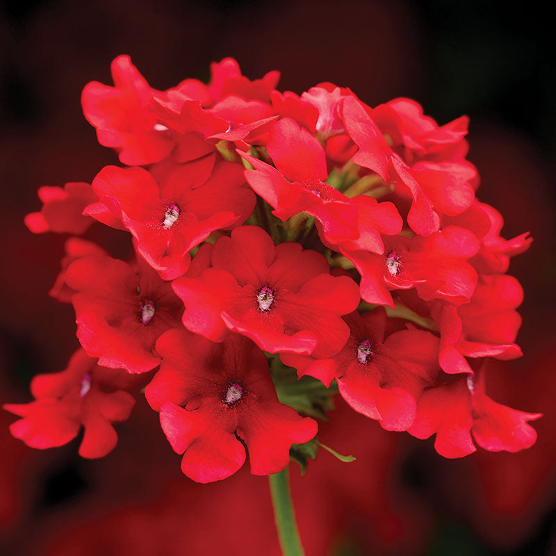 Obsession Red Verbena (Verbena 'Obsession Red') in Brainerd Baxter