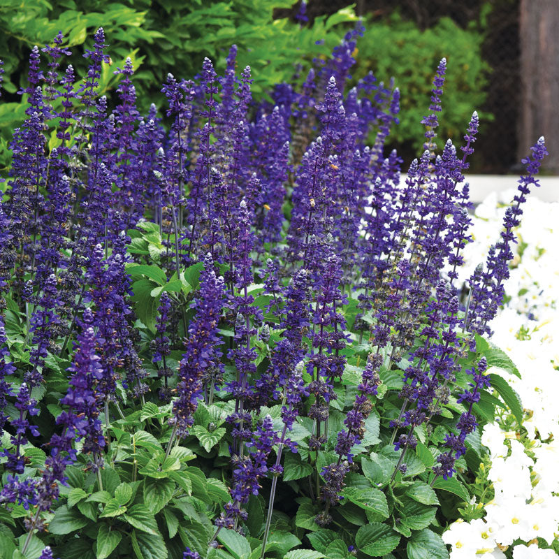 Blue salvia on sale