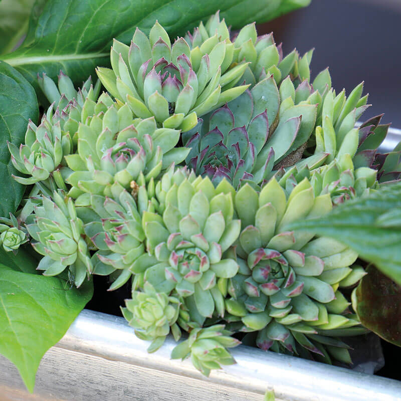 Photo of the leaves of Hen and Chick (Sempervivum 'Red Lion