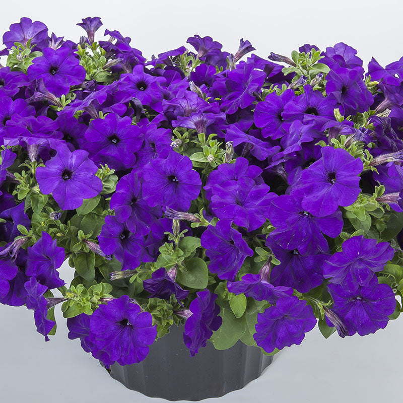 Petunia blue deals