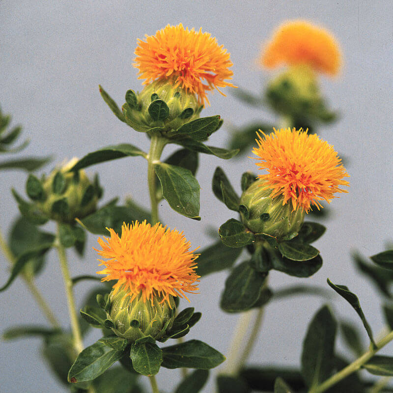 Safflower Dye Seed Pack / Red - Yellow