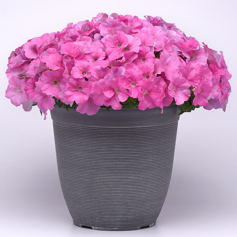 E3 Easy Wave Pink (Petunia/multiflora/pelleted) - Stokes Seeds