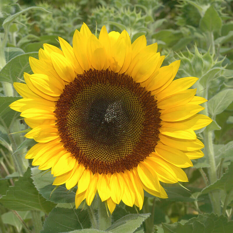The Love Box* - Hello Sunshine Flower Essences