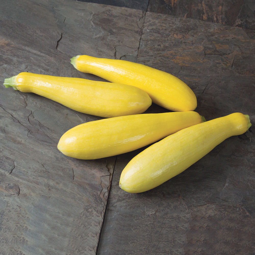 Green Machine Organic Zucchini - Fedco Seeds