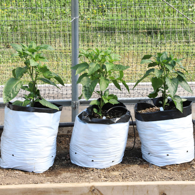 What container plants can grow in a 5-gallon grow bag