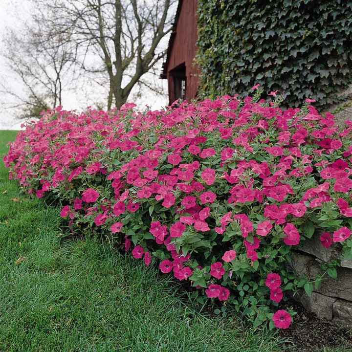 Trailing/Spreading Petunia Seeds