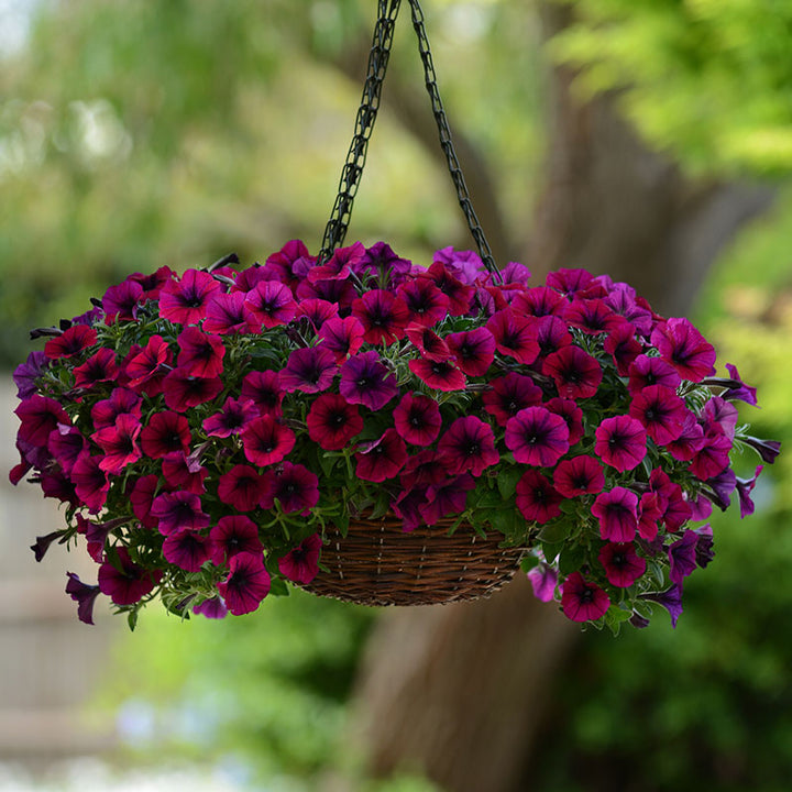 Wave Petunia Seeds