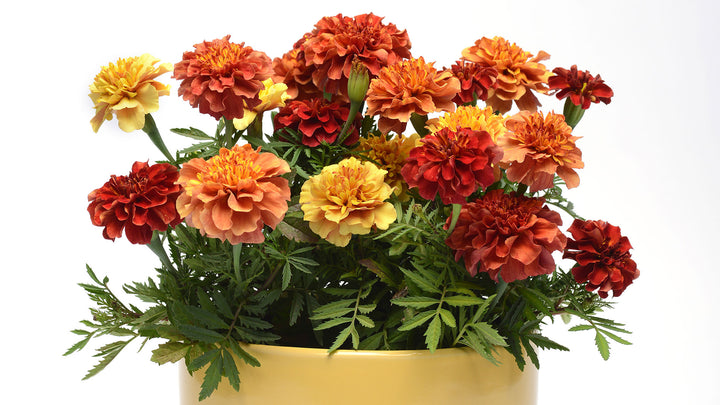 French Novelty Marigold Seeds