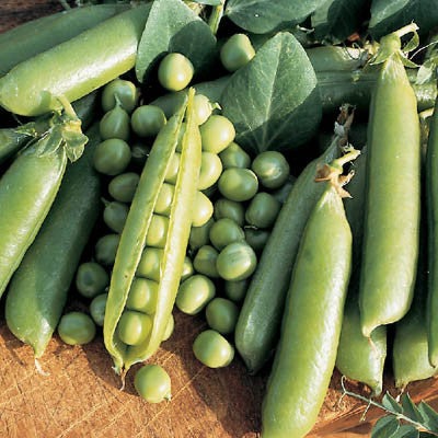 Peas Seeds - Grow Peas From Seed – Harris Seeds