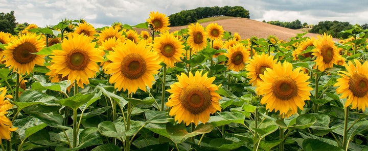 Sunflower Seeds