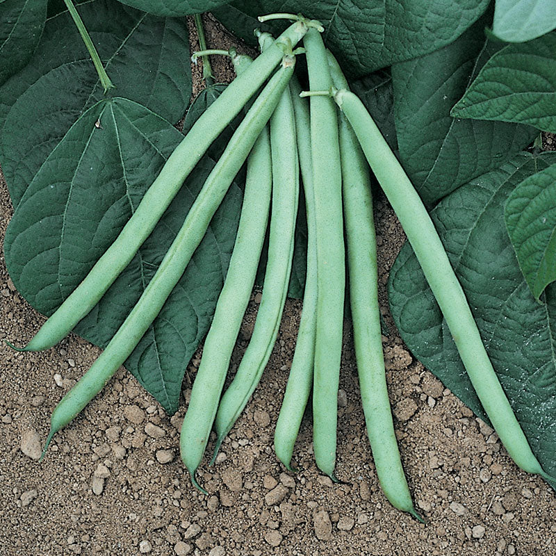 Bean Bush Blue Lake 274 Seed