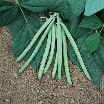 Bean Bush Blue Lake 274 Seed