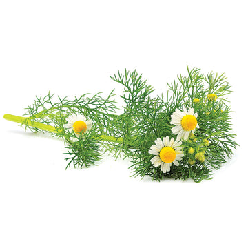 Chamomile German Seed