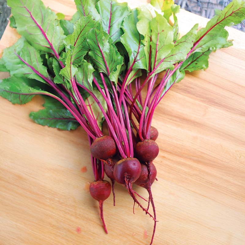 Beet Merlin F1 Seed