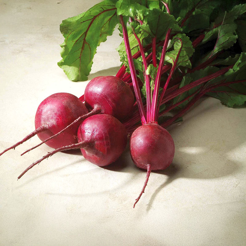 Beet Merlin F1 Seed