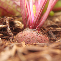 Beet Merlin F1 Seed