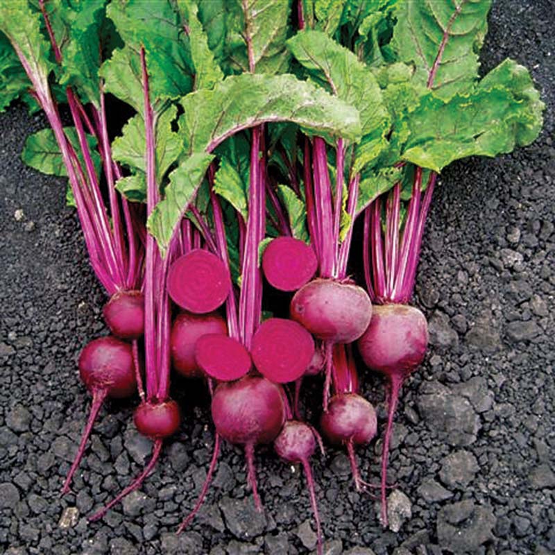 Beet Merlin F1 Seed