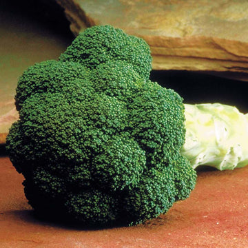 Broccoli Marathon F1 Seed