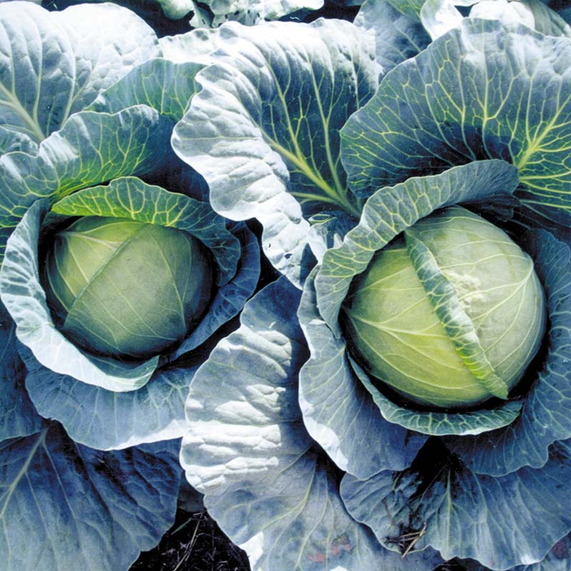 Cabbage Early Thunder F1 Seed