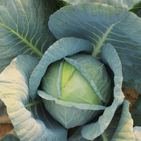 Cabbage Blue Vantage F1 Seed