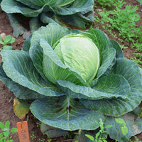 Cabbage Blue Vantage F1 Seed