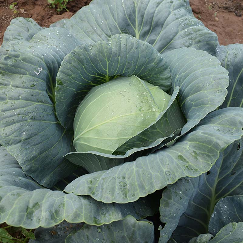 Cabbage Blue Vantage F1 Seed