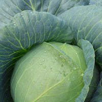 Cabbage Blue Vantage F1 Seed