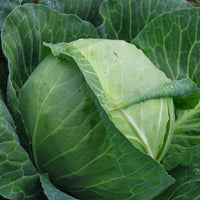 Cabbage Blue Vantage F1 Seed