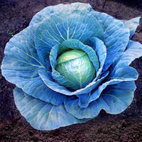 Cabbage Blue Vantage F1 Seed