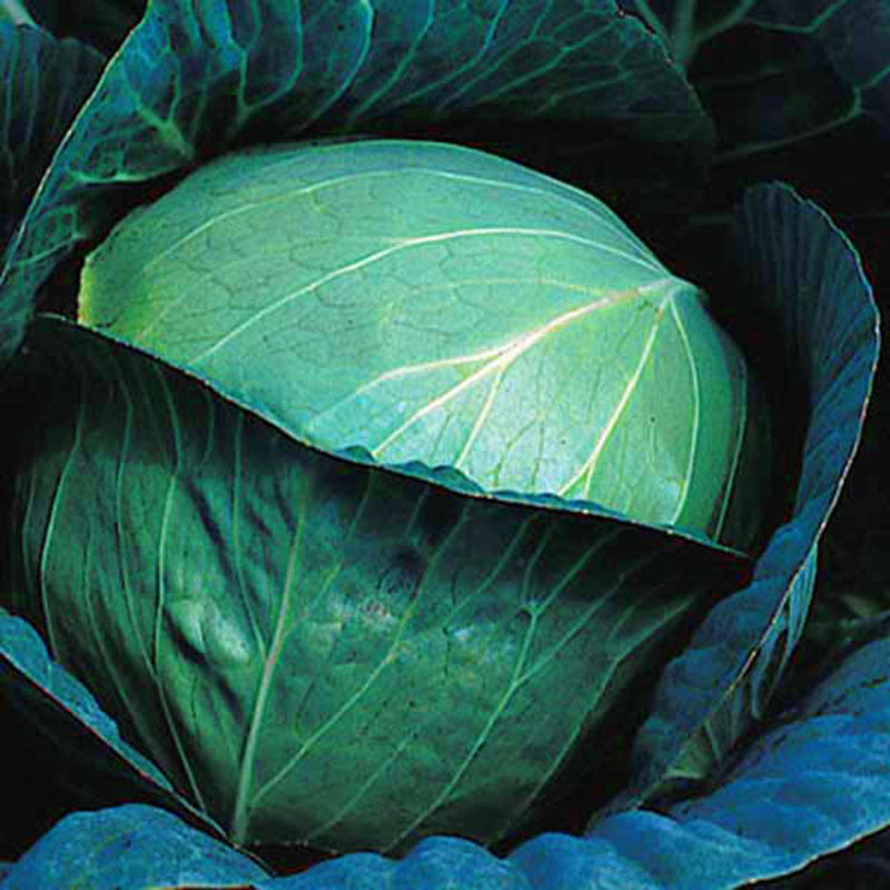 Cabbage Blue Vantage F1 Seed