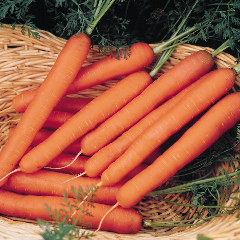 Carrot Scarlet Nantes Seed