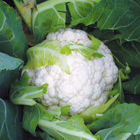 Cauliflower Absolute F1 Live Plants