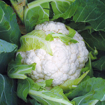 Cauliflower Absolute F1 Live Plants