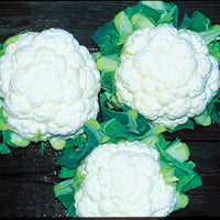 Cauliflower Absolute F1 Live Plants