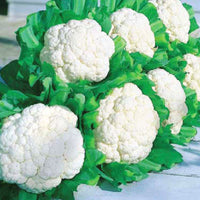 Cauliflower Snow Crown F1 Seed