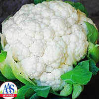 Cauliflower Snow Crown F1 Seed