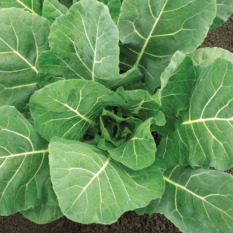 Collard Flash F1 Seed