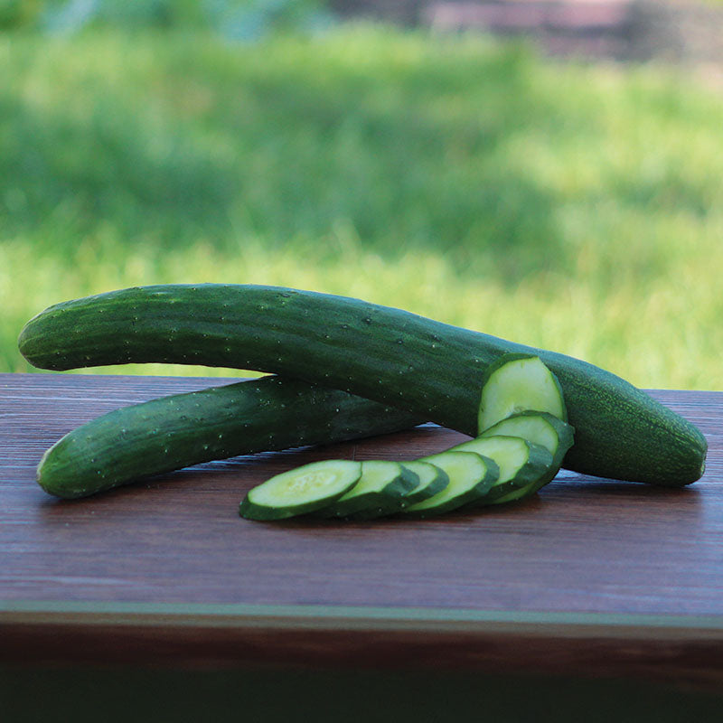 Cucumber Burpless 26 F1 Seed