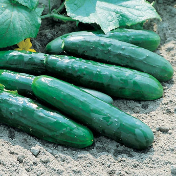 Cucumber Marketmore 76 Seed