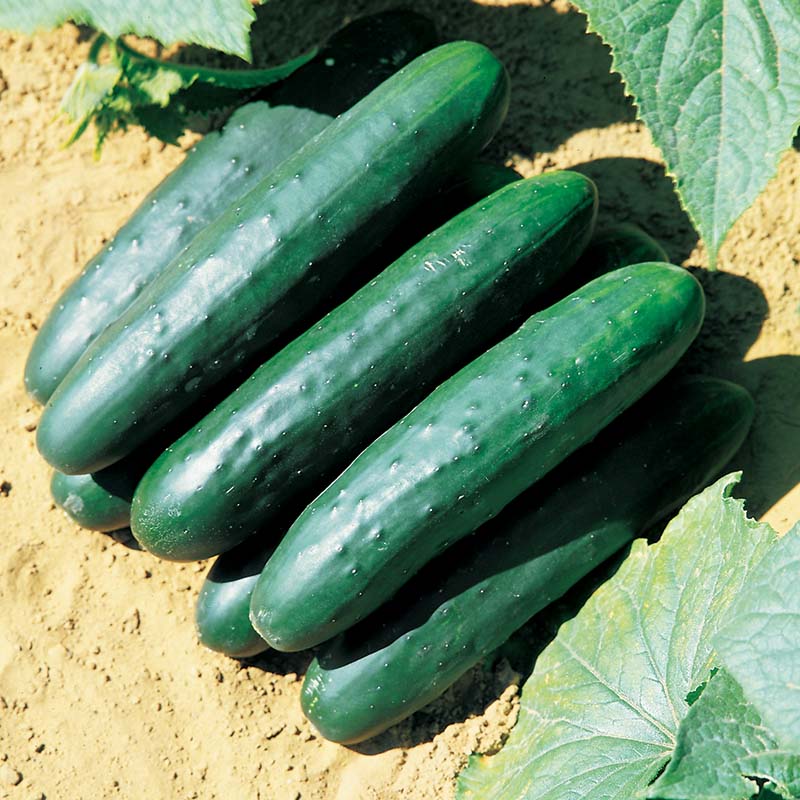 Cucumber Raider F1 Seed